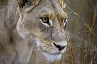 Framed Okavango Delta, Botswana Close-Up Of A Female Lion