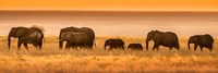 Framed Etosha National Park, Namibia, Elephants Walk In A Line At Sunset