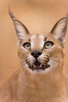 Framed Livingstone, Zambia Portrait Of A Caracal