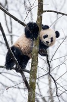 Framed China, Chengdu Panda Base Baby Giant Panda In Tree