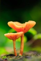 Framed Bright Orange Mushrooms, Queensland Rainforest At Babinda, Australia