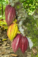 Framed Cuba, Baracoa Cacao Pods Hanging On Tree