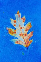Framed Canada, Quebec, Mount St Bruno Conservation Park Red Oak Leaf Caught In Ice