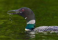 Framed Canada, Quebec, Eastman Common Loon Calling