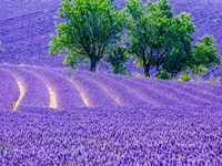Framed France, Provence, Lavender Field On The Valensole Plateau
