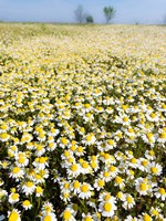 Framed Chamomile Field (Matricaria Chamomilla), Hortobagy National Park In Spring Hungary