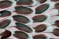 Framed Parakeet Wing Feather Design