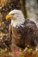 Framed Alaska, Chilkat Bald Eagle Preserve Bald Eagle On Ground