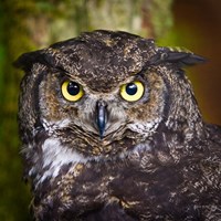 Framed Alaska Raptor Center, Sitka, Alaska Close-Up Of A Great Horned Owl