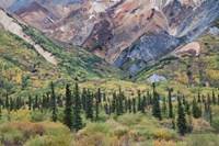 Framed Alaska, Fall Foliage, Sheep Mountain