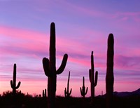 Framed Arizona, Saguaro Cacti Silhouetted By Sunset, Ajo Mountain Loop