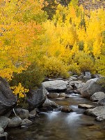 Framed California, Eastern Sierra Bishop Creek During Autumn