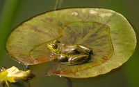 Framed Californian Frog On A Lilypad