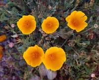 Framed Yellow Desert Flowers