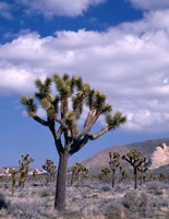 Framed California, Joshua Tree NP, Near Hidden Valley