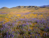 Framed Wildflowers Bloom Beneath The Caliente Range, California