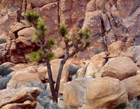 Framed Lone Joshua Trees Growing In Boulders, Hidden Valley, California