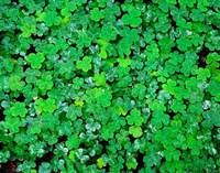 Framed Spring Growth Of Wood Sorrel After Rain