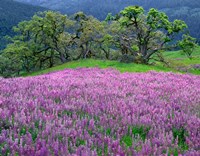 Framed Lupine Meadow In The Spring Among Oak Trees