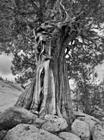 Framed California, High Sierra Juniper Tree (BW)
