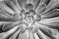 Framed California, Del Mar Succulents After Rain (BW)