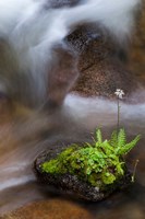 Framed Flowering Fern With A Rushing Stream