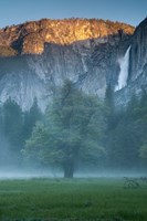 Framed Misty Yosemite Oak