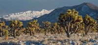 Framed Panoramic View Of Joshua Trees In The Snow