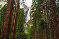 Framed Yosemite Falls Through A Forest