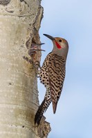 Framed Red-Shafted Flicker Outside Of Its Tree Hole Nest