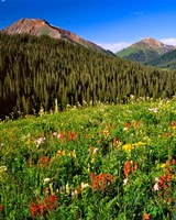 Framed Wildflowers In Meadow Of The Maroon Bells-Snowmass Wilderness