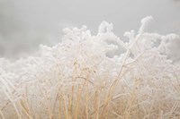 Framed Dried Winter Grasses Covered In Hoarfrost