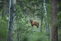 Framed Cinnamon Phase Black Bear In A Forest