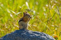 Framed Golden-Mantled Ground Squirrel Eating Grass Seeds