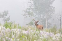 Framed Male Mule Deer In A Foggy Meadow