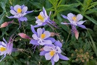 Framed Colorado Columbine