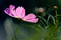 Framed Close-Up Of Cosmos Flower And Bud