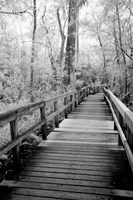 Framed Big Bend Board Walk, Florida (BW)