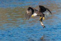 Framed Eagle Catching A Fish,  St John River