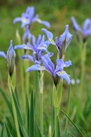 Framed Rocky Mountain Iris