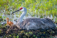 Framed Sandhill Crane On Nest With First Colt