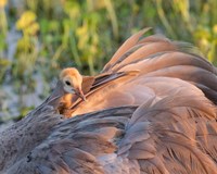 Framed Sandhill Crane On Nest With Baby On Back, Florida