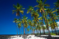 Framed Coconut Palms At Pu'uhonua O Honaunau National Historic Park, Hawaii