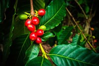 Framed Red Kona Coffee Cherries On The Vine, Hawaii