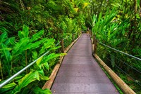 Framed Trail At The Hawaii Tropical Botanical Garden