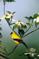 Framed American Goldfinch In A Dogwood Tree, Marion, IL