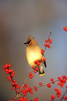 Framed Cedar Waxwing In Common Winterberry, Marion, IL