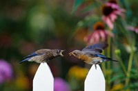 Framed Eastern Bluebird Feeding Fledgling  A Worm, Marion, IL