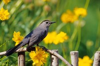 Framed Gray Catbird On A Wooden Fence, Marion, IL