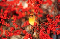 Framed Northern Cardinal In Common Winterberry Marion, IL